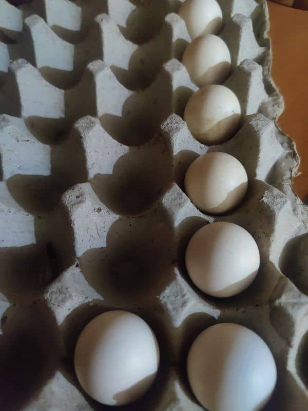 bantam fertile eggs for sale 1