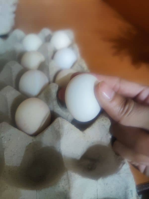 bantam fertile eggs for sale 4