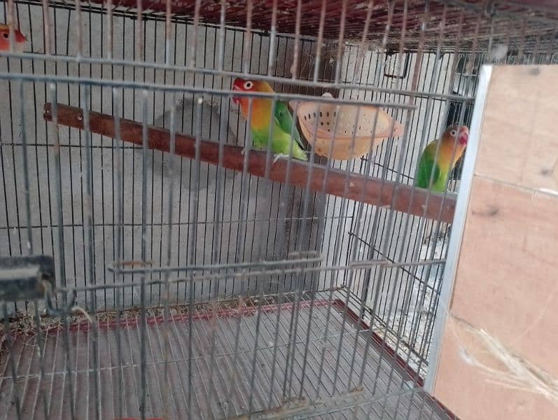 love bird 0