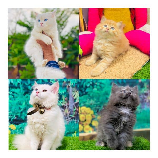 Persian hamalian british punch face piki face cat's and kitten's 0