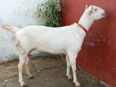 Rare Pure White Saanin Goat (extremely rare breed)