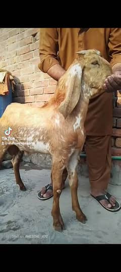 mashallah achi quality may makhi cheena Bakra double Hadi may