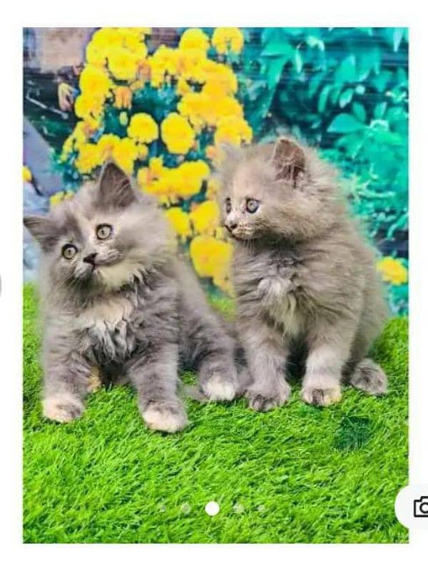 Persian hamalian british punch face piki face cat's and kitten's 4