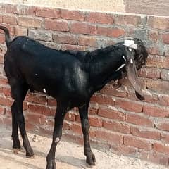 beetal goat|nagri goat|Desi goat|