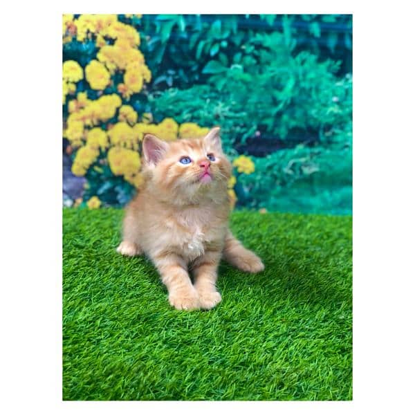 Persian hamalian british punch face piki face cat's and kitten's 7