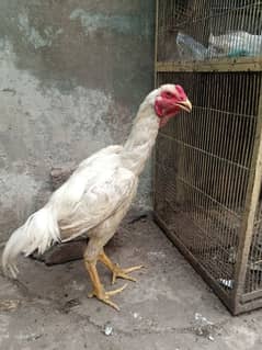 pure white shamo patha for sale