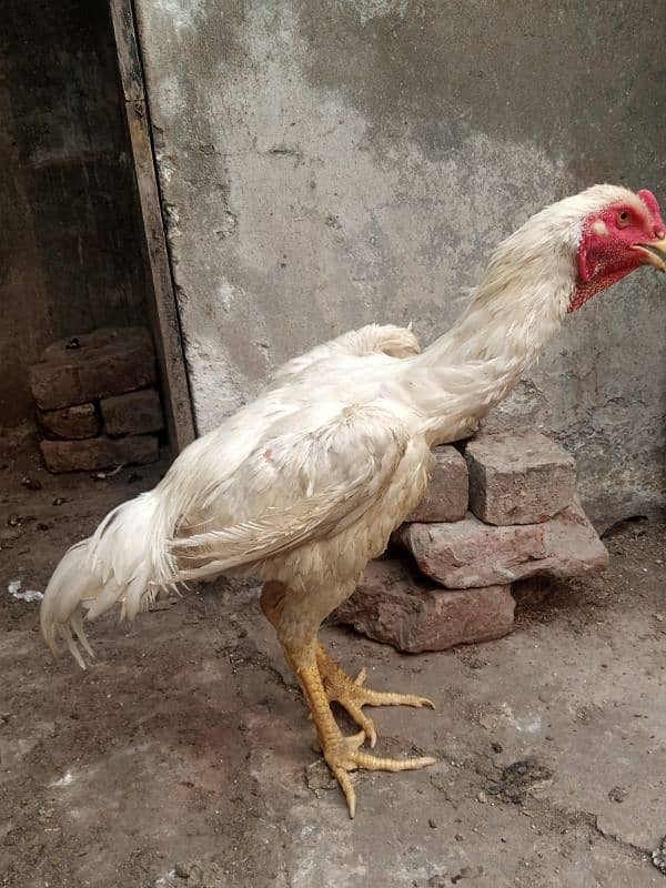 pure white shamo patha for sale 1