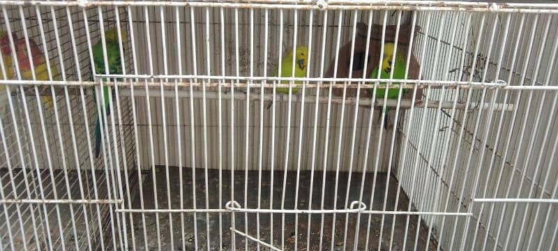 Birds with Cage 2