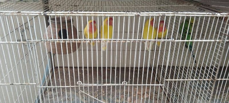 Birds with Cage 5