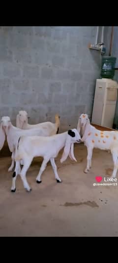 GULABI GOTS BAKRA BAKRI