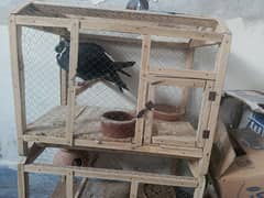 Parrots pair with cage with kabootar sale