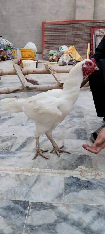 mashallah high quality madipara heera one eye male available 3