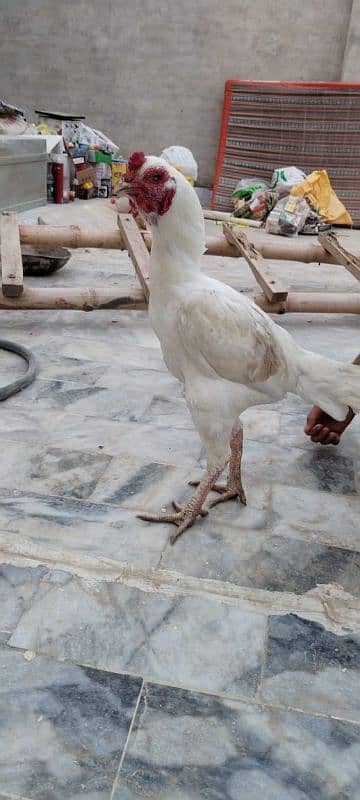 mashallah high quality madipara heera one eye male available 4