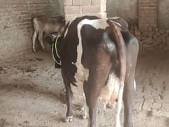 cow pure ferzion 2nd timer 03459752637