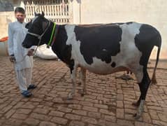 cow pure ferzion 2nd timer 03459752637