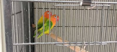 Lovebird