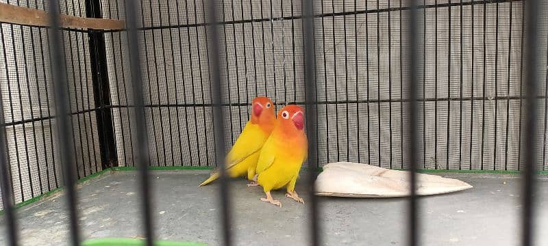 Lovebird Parrots 1