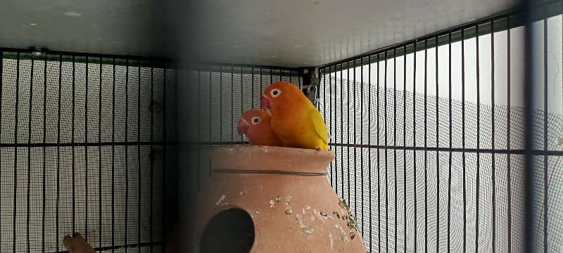 Lovebird Parrots 2