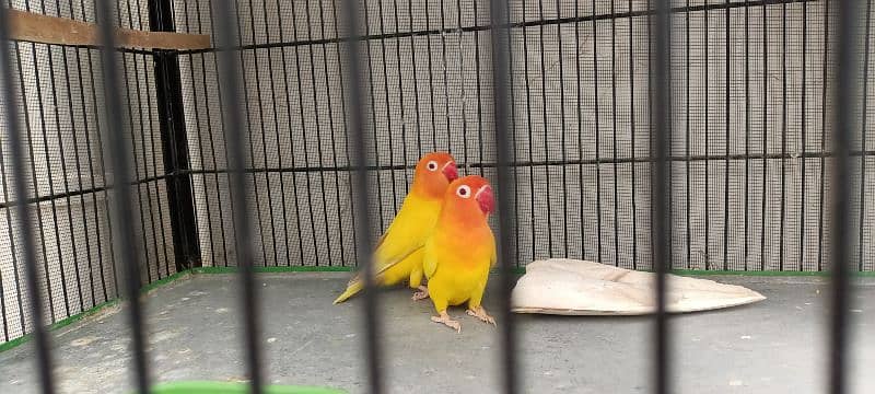 Lovebird Parrots 3