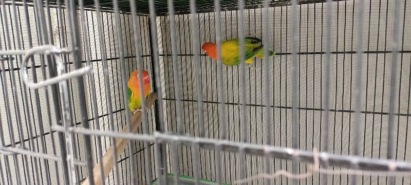 Lovebird Parrots 4