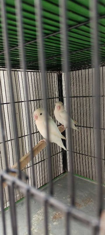 Lovebird Parrots 5