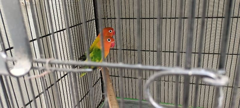 Lovebird Parrots 6