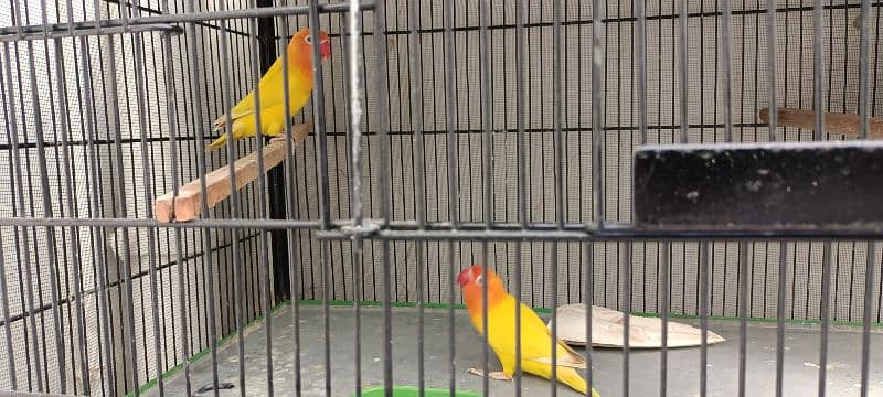 Lovebird Parrots 7