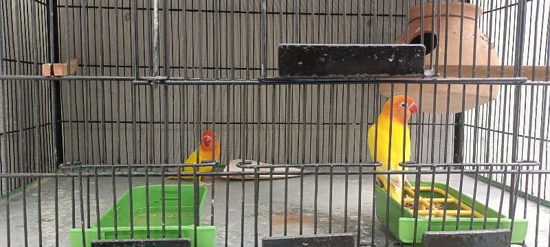 Lovebird Parrots 8