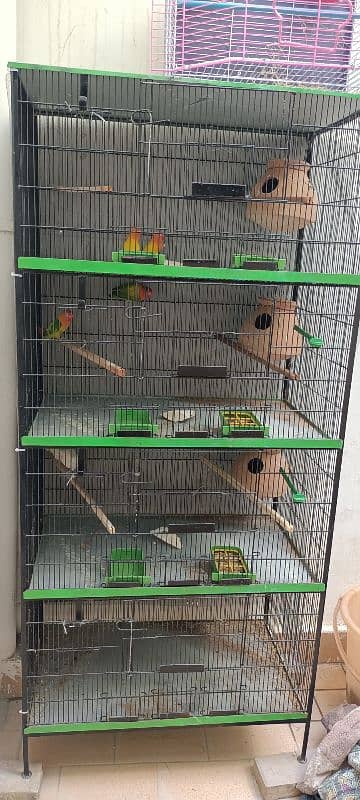 Lovebird Parrots 9