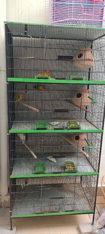 Lovebird Parrots 10