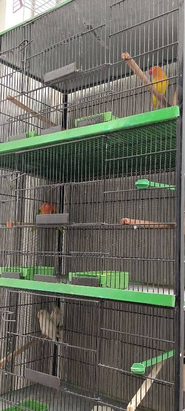 Lovebird Parrots 11