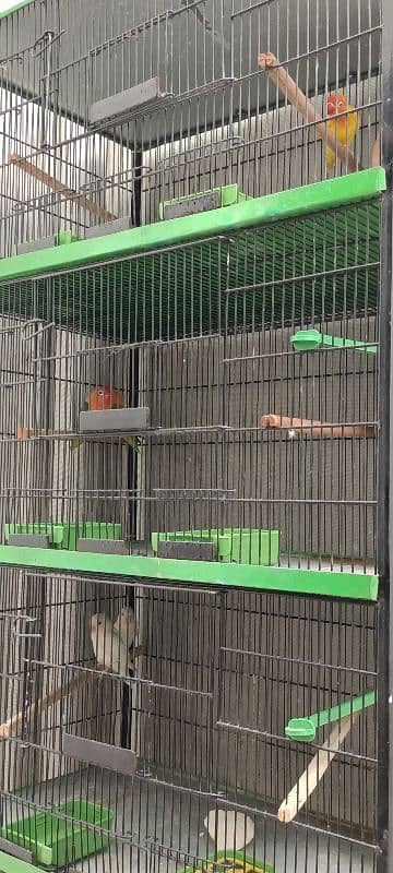 Lovebird Parrots 12