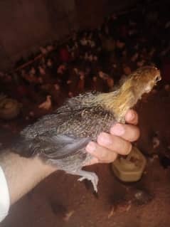 Golden misri chicks for sale 30 days