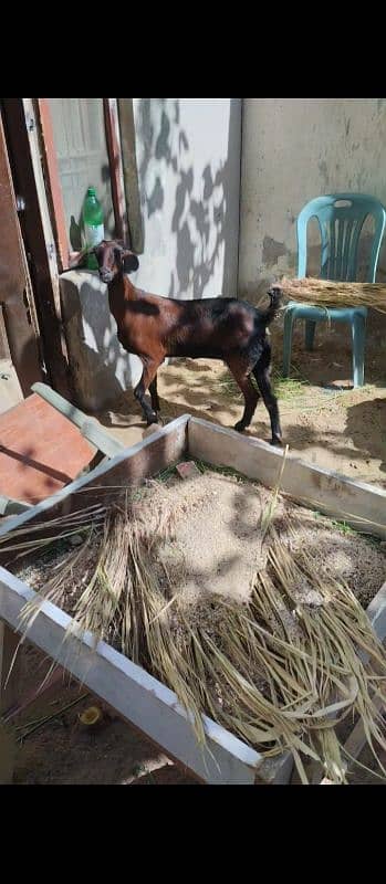 beetal bakri tapri bakri exchange with teddy female 2