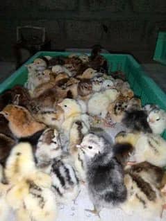 Rir, austrolop, golden misri, egg and duck chicks available