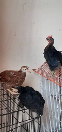 3 chicks for sale