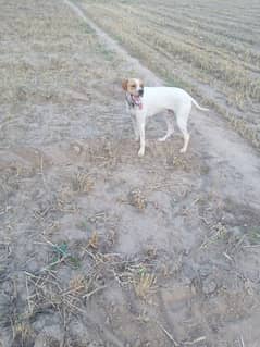 English Pointer Female