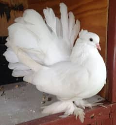 Indian fantail high quality breeder pairs available in reasonable rate