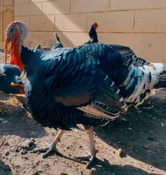 Turkish breed pair.