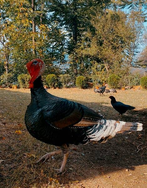 Turkish breed pair. 1