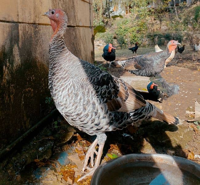 Turkish breed pair. 2