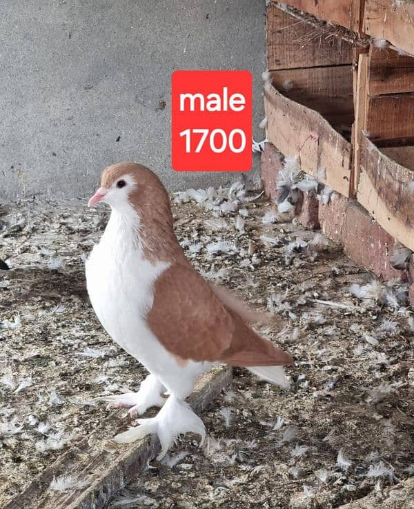 fancy pigeons and mix pigeon 0