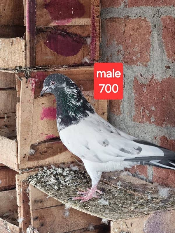 fancy pigeons and mix pigeon 1