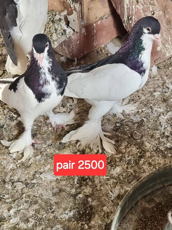 fancy pigeons and mix pigeon 2