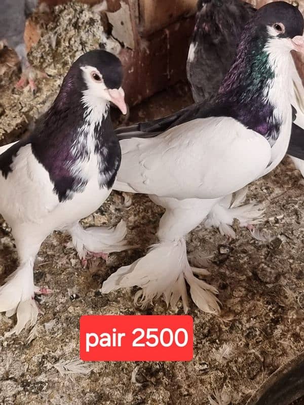 fancy pigeons and mix pigeon 3