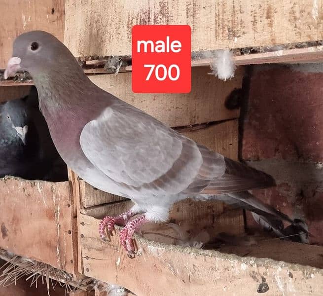 fancy pigeons and mix pigeon 4