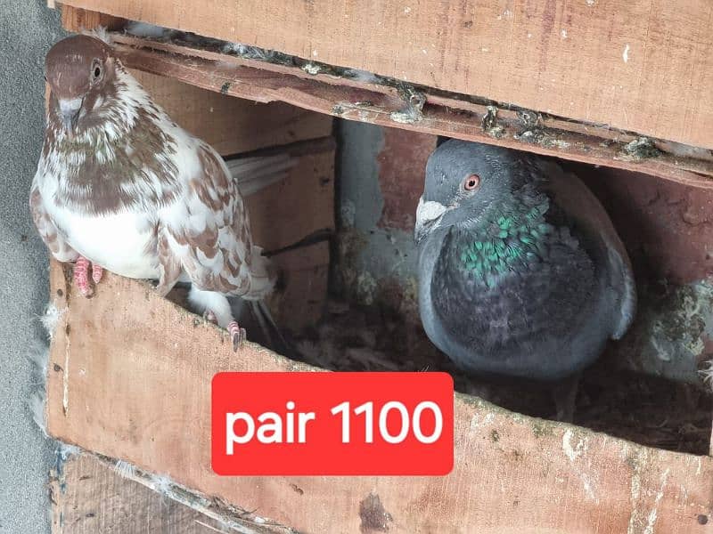 fancy pigeons and mix pigeon 5