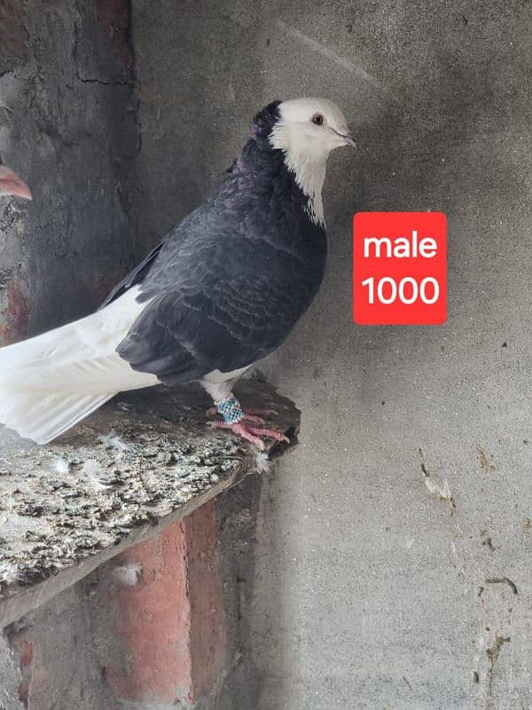 fancy pigeons and mix pigeon 6