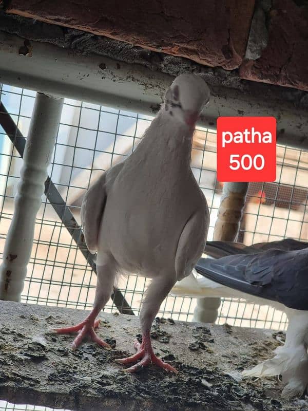 fancy pigeons and mix pigeon 9