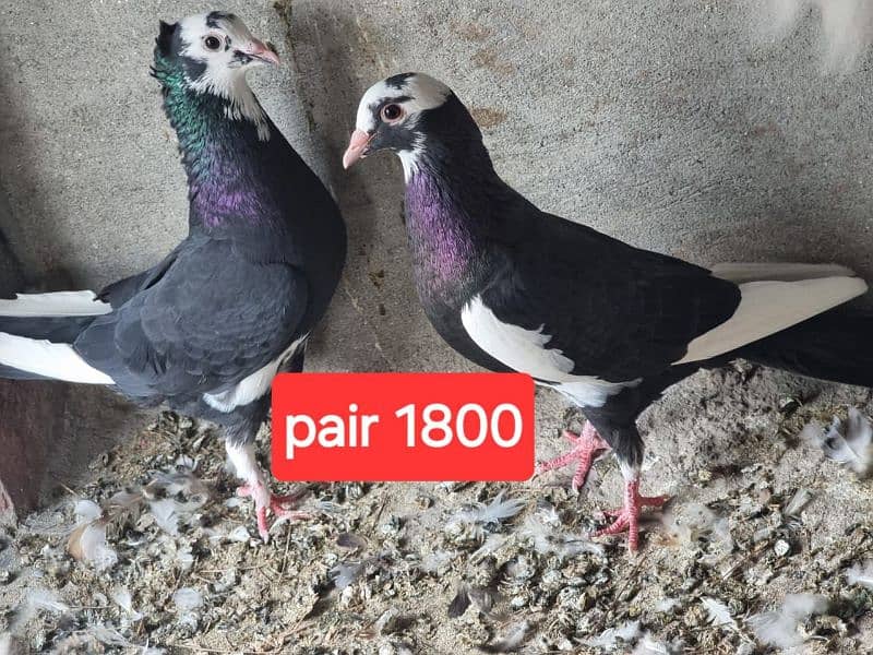 fancy pigeons and mix pigeon 10